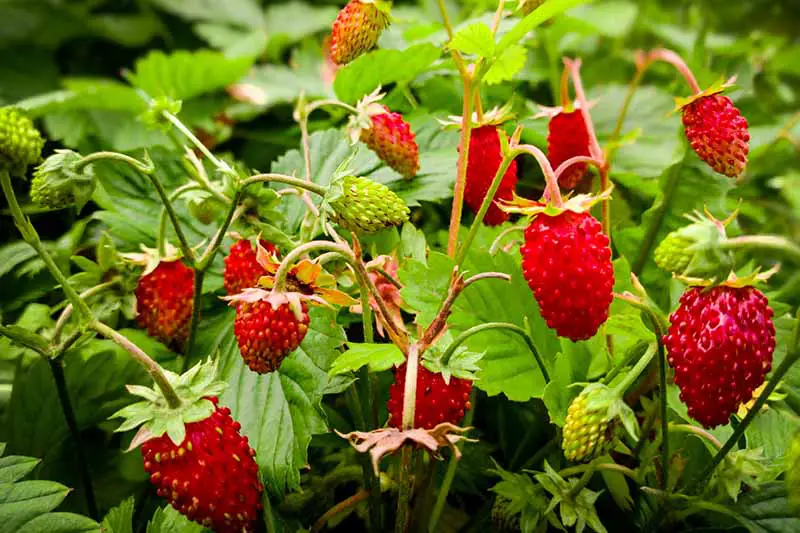 Un primer plano de una planta de fresa con una variedad de frutas maduras de color rojo brillante que cuelgan de la rama, a la luz del sol y un follaje verde brillante en el fondo.