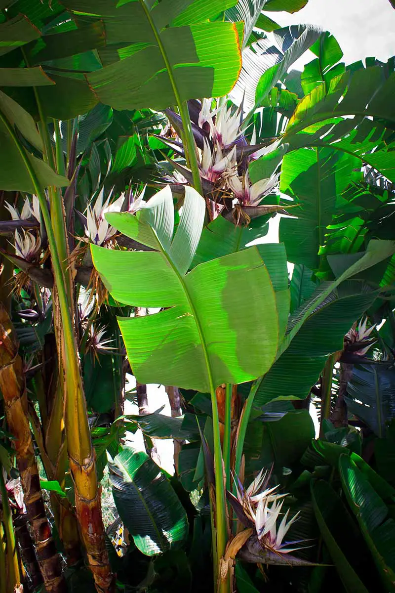 Una imagen vertical de una gran planta de Strelitzia alba que crece en el jardín con grandes hojas parecidas a las de un plátano y flores blancas fotografiadas bajo la luz del sol.