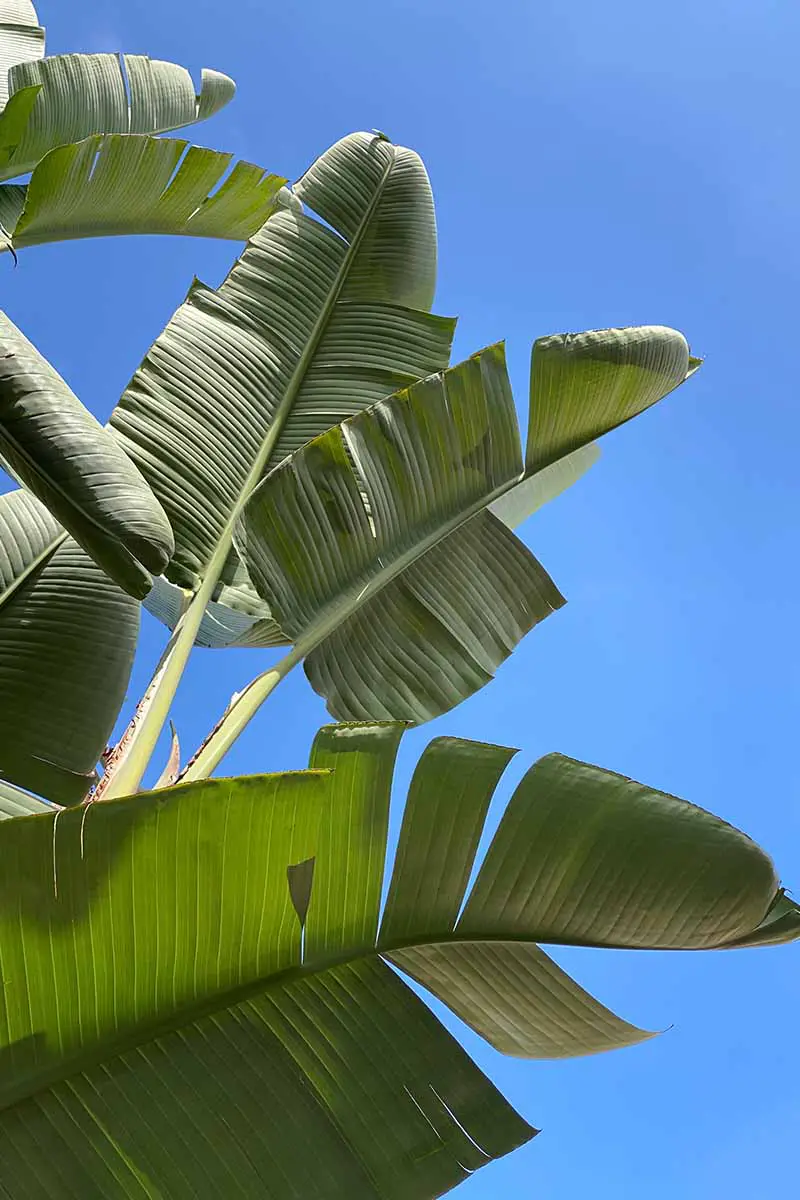 Una imagen vertical de cerca de las hojas de Strelitzia caudata sobre un fondo de cielo azul.