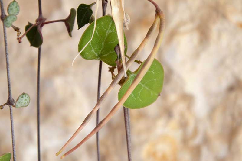 Una imagen horizontal de primer plano de una cadena de corazones de vid (Ceropegia woodii) con vainas de semillas maduras.