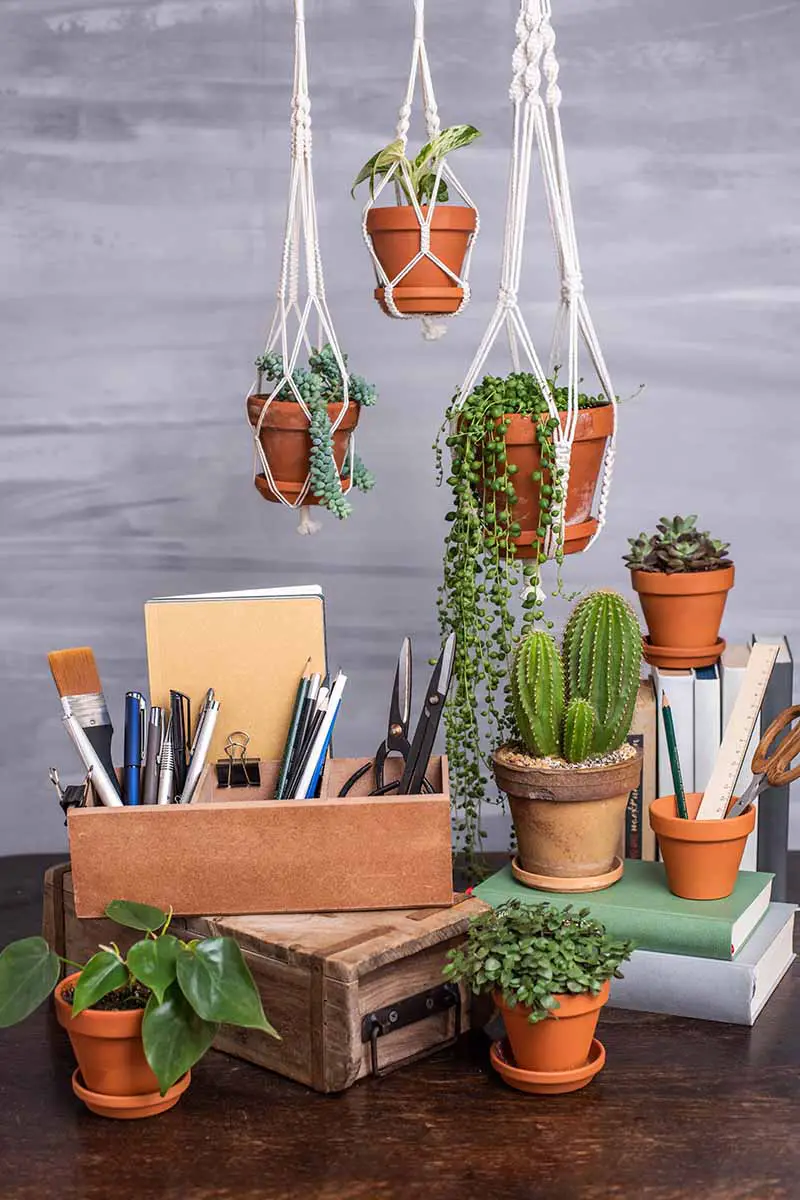 Una imagen vertical de una colección de diferentes plantas suculentas y cactus que crecen en macetas y cestas colgantes en un entorno de oficina en casa.