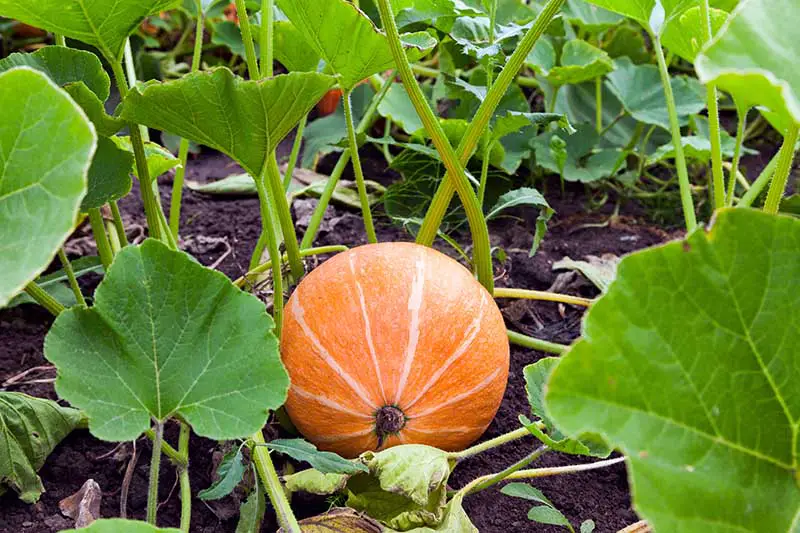 Un primer plano de una fruta Cucurbita pepo naranja rayada que crece en el jardín entre follaje y enredaderas, con suelo visible en el fondo.