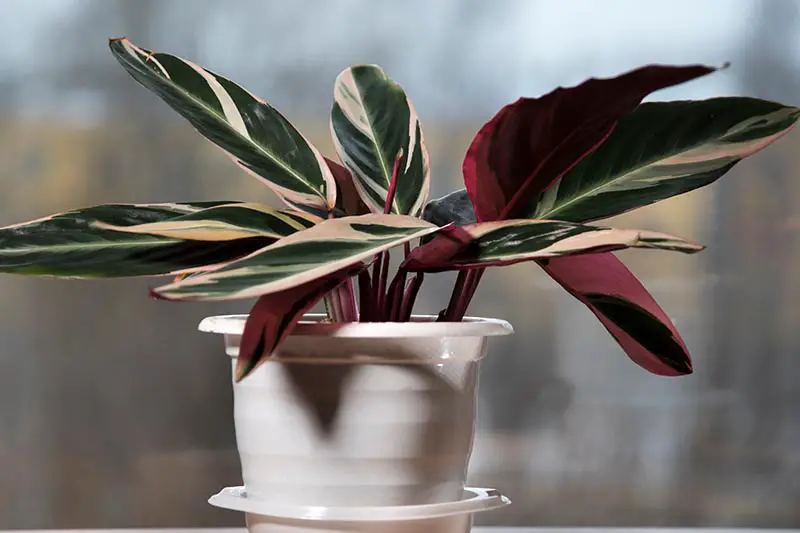 Una imagen horizontal de primer plano de una planta Stromanthe 'Triostar' que crece en una pequeña olla blanca representada en un fondo de enfoque suave.