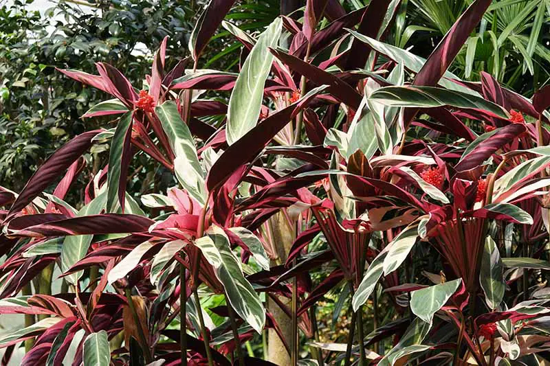 Una imagen horizontal del follaje brillante de la planta de oración Stromathe thalia 'Tricolor' que crece al aire libre en una ubicación tropical.
