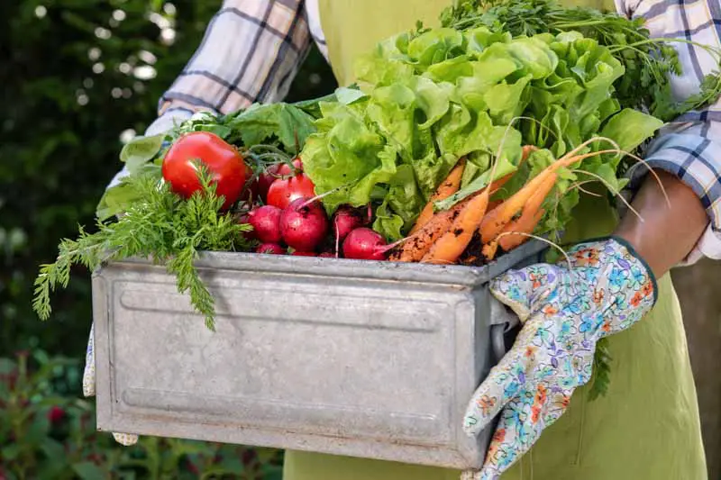 Una mujer sostiene una caja de verduras frescas que cosechó de su jardín.  Toma de torso de brazos sujetar caja de verduras.