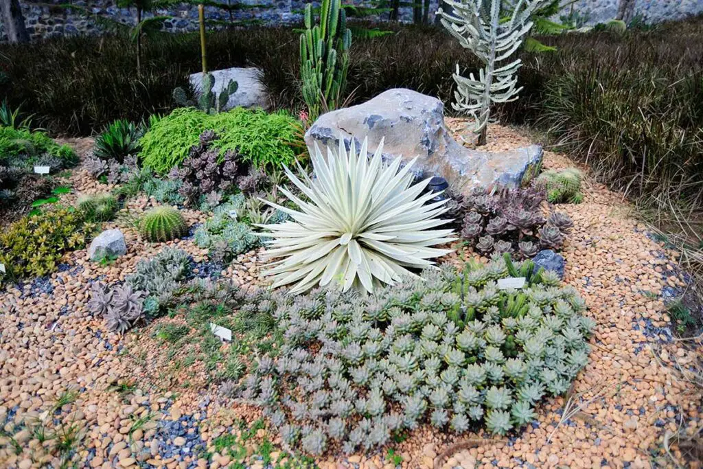 Una imagen horizontal de un jardín de rocas con plantas suculentas y cactus.