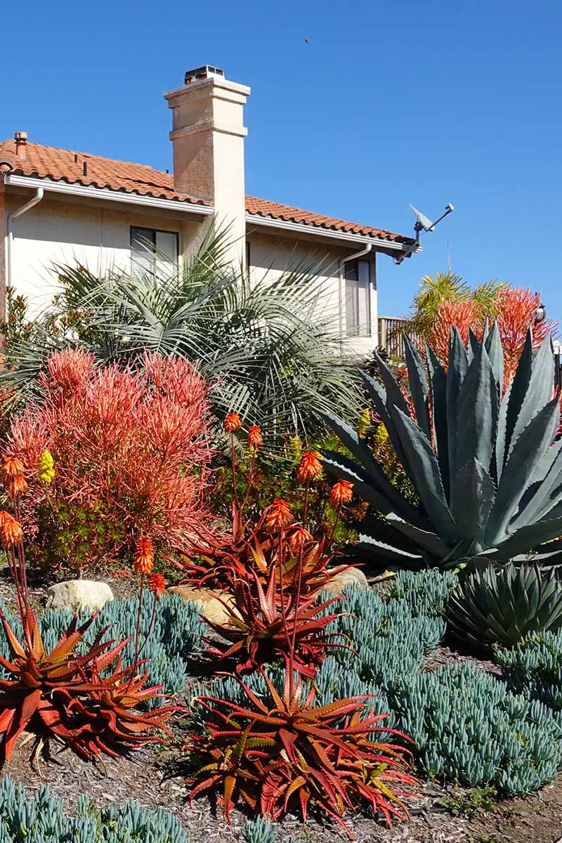 Una imagen vertical de un patio delantero a gran escala con agave verde y rojo audaz y Senecio mandraliscae.