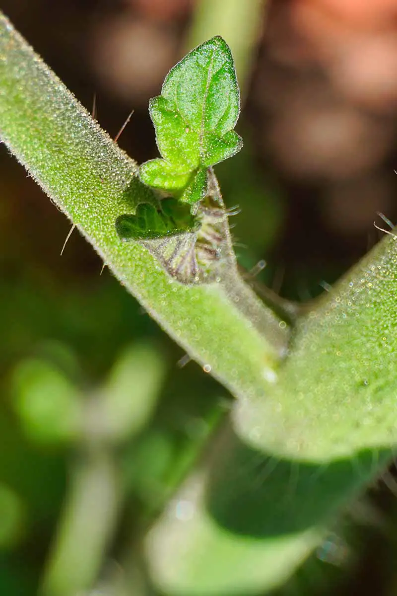 Una imagen vertical de primer plano de un pequeño lechón que se desarrolla en una planta representada en un fondo de enfoque suave.