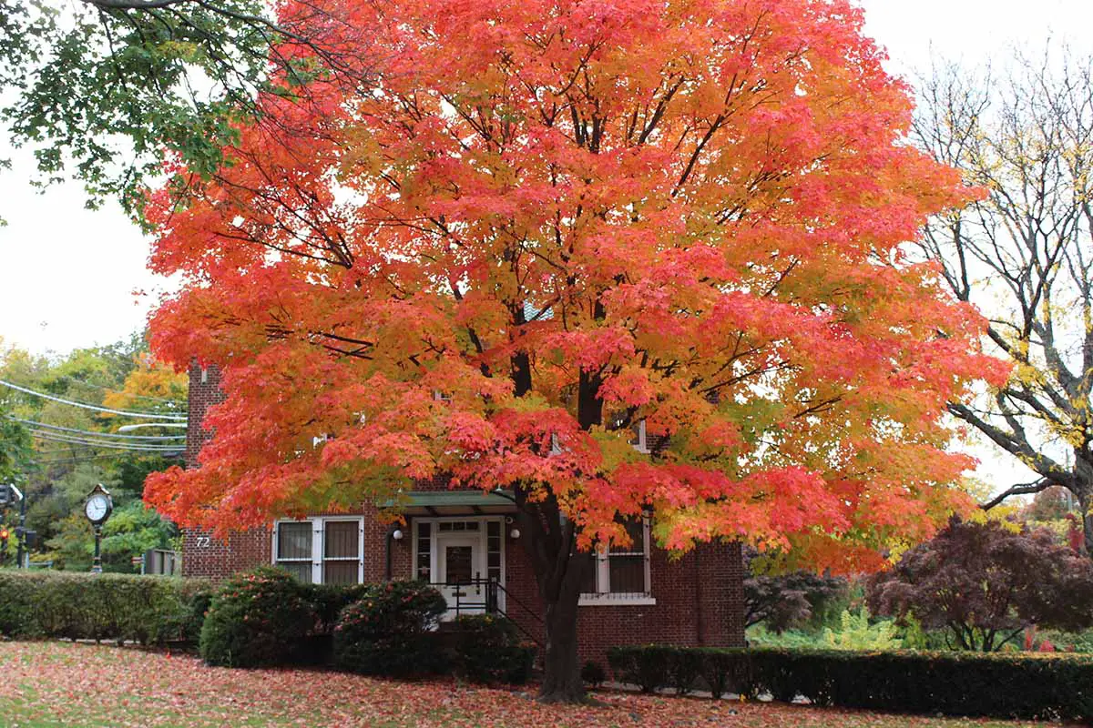 Una imagen horizontal de un gran arce de azúcar rojo (Acer saccharum) que crece fuera de una residencia.