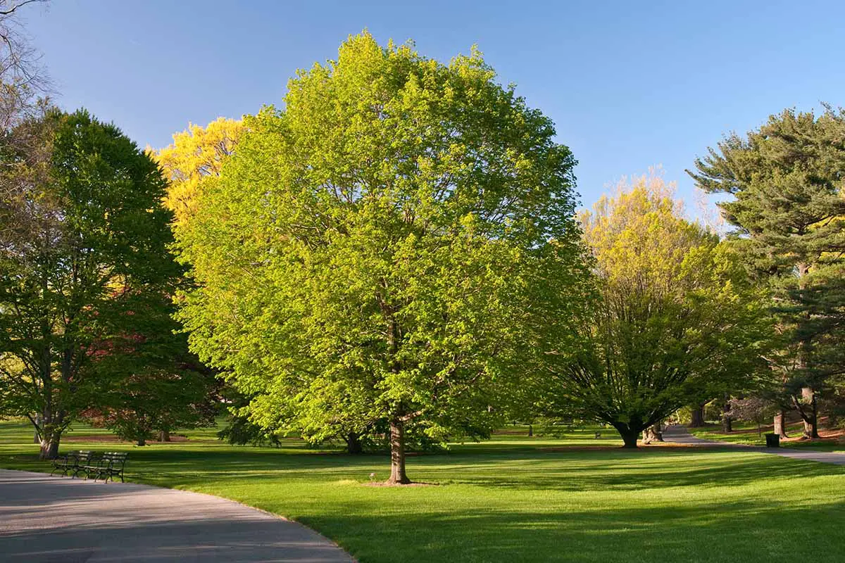 Una imagen horizontal de un parque formal con árboles Acer saccharum y otras plantaciones.