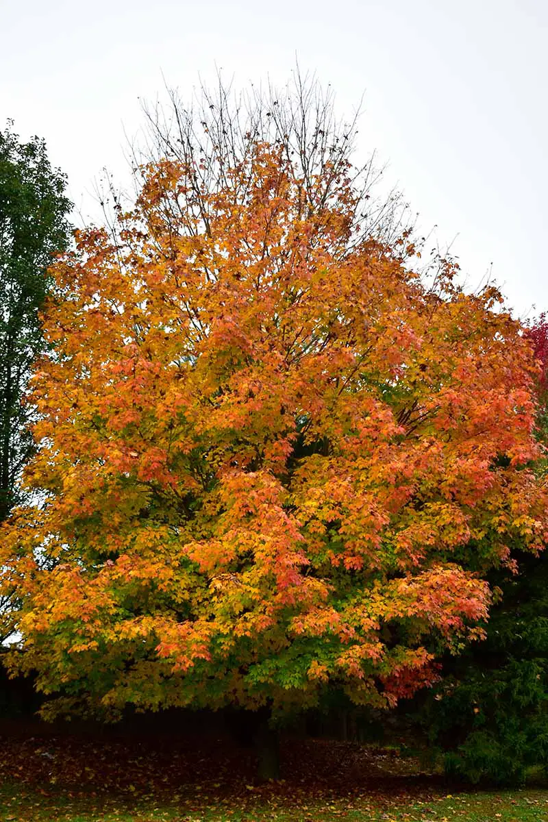Una imagen vertical de un árbol de arce de azúcar (Acer saccharum) con colores otoñales que crecen en el patio trasero.