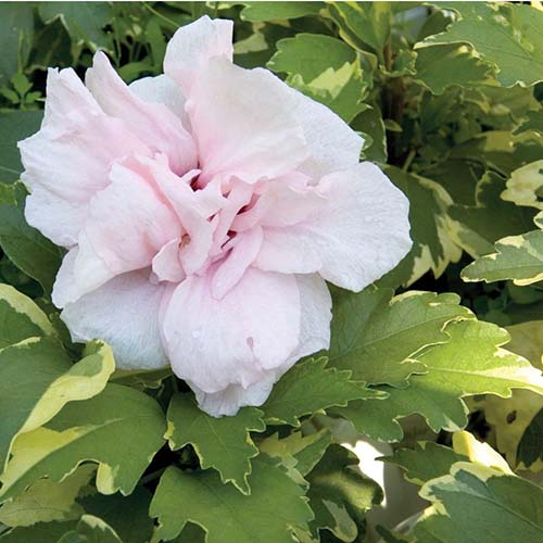 Un primer plano del follaje abigarrado y la flor rosa claro de la variedad 'Sugar Tip' de H. syriacus que crece en el jardín y se desvanece en un enfoque suave en el fondo.