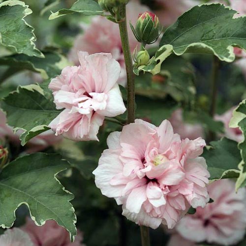 Un primer plano de las flores rosadas y el follaje abigarrado de la variedad H. syriacus 'Sugar Tip', sobre un fondo de enfoque suave.