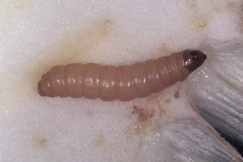 Un primer plano de un pequeño gusano de larvas sobre un fondo blanco.