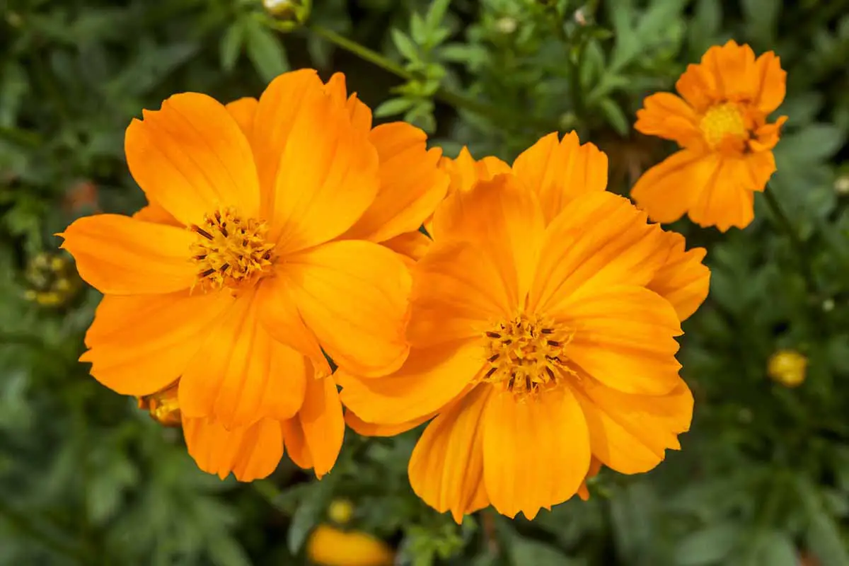 Un primer plano del cosmos de azufre comestible naranja que crece en el jardín representado en un fondo de enfoque suave.