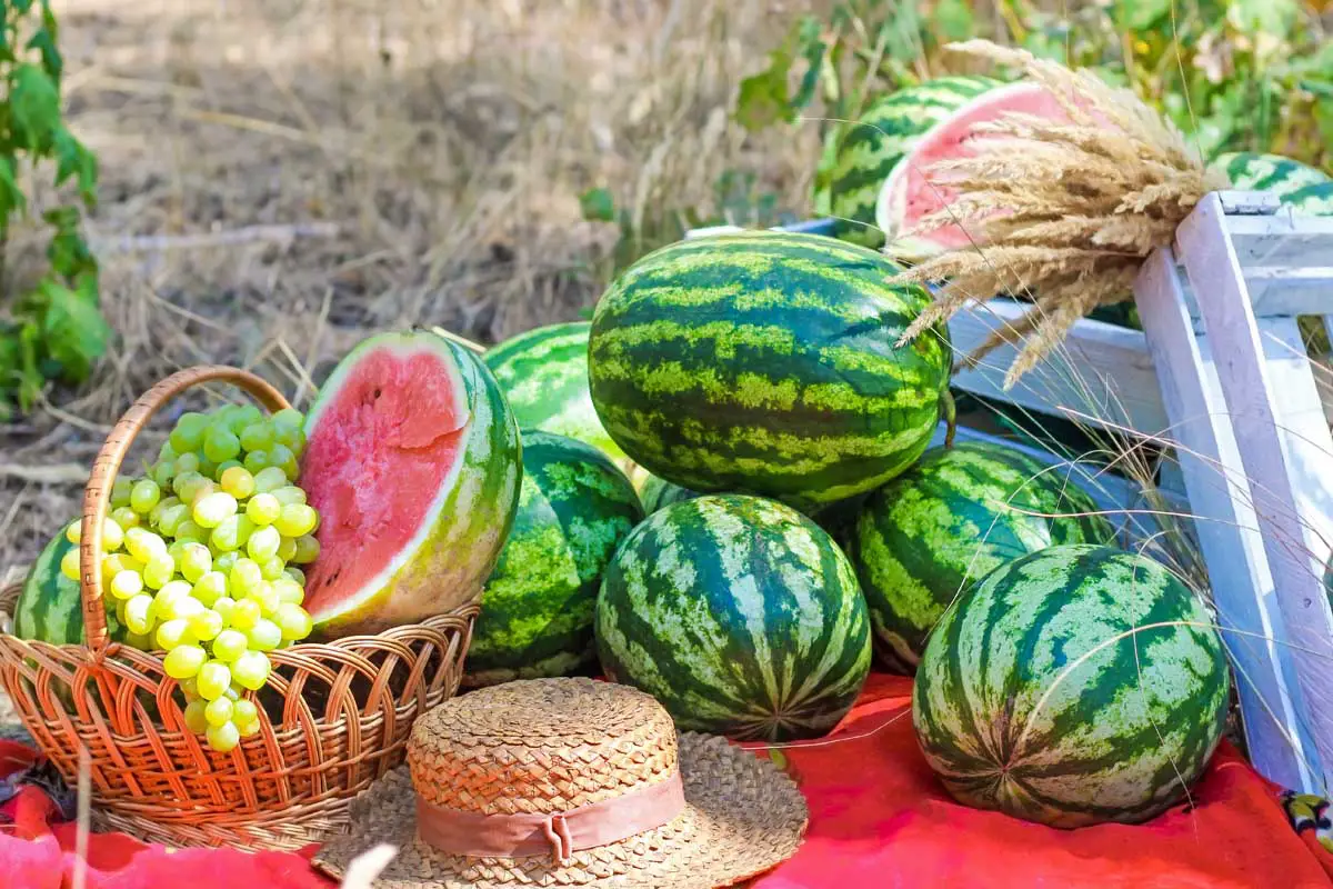 Un primer plano de una escena de picnic de verano, con una canasta llena de uvas y una sandía en rodajas, sobre una manta roja en el suelo, con un sombrero de paja y cajas rústicas de madera con melones de rayas verdes brillantes dispuestos en una pila.