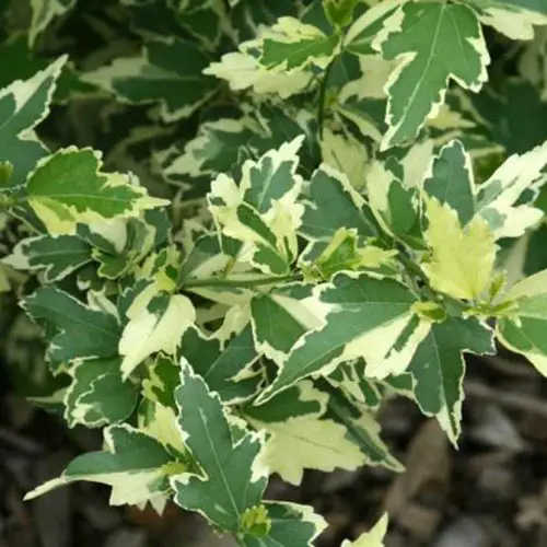 Un primer plano del follaje de la variedad H. syriacus 'Summer Ruffle' con hojas de color verde claro y crema sobre un fondo de enfoque suave.