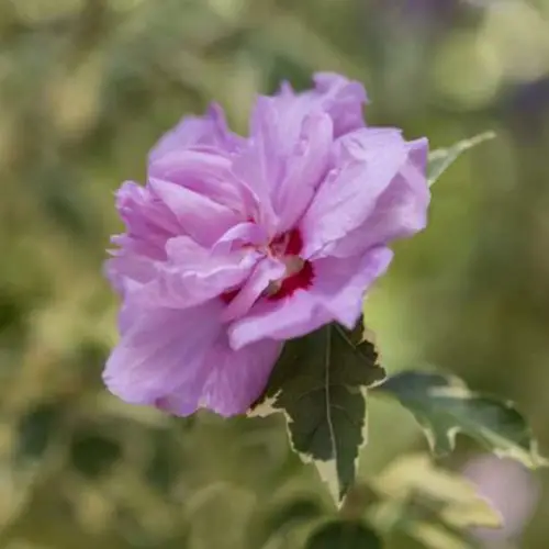 Un primer plano de la flor rosa claro de H. syriacus 'Summer Ruffle' sobre un fondo de enfoque suave.