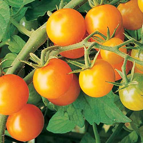 Un primer plano de parte de una planta de tomate con frutos amarillos brillantes y maduros de la variedad 'Sun Gold'.  El fondo son hojas y tallos verdes.