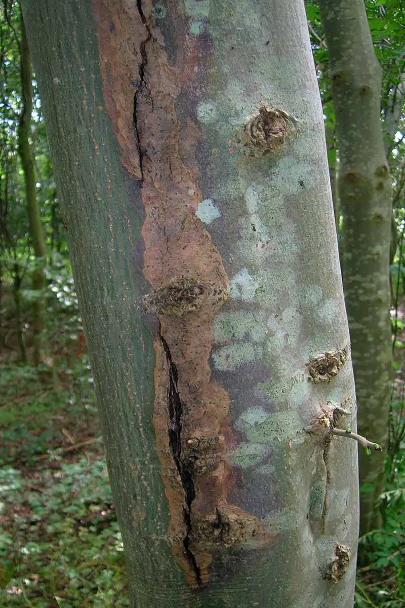 Una imagen vertical de cerca de un árbol que sufre de quemaduras solares con una fisura en el tronco.