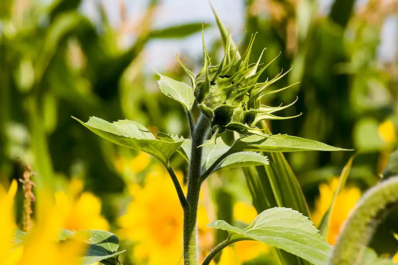 Una imagen horizontal de primer plano de un capullo de flor que crece en el jardín bajo el sol brillante en un fondo de enfoque suave.
