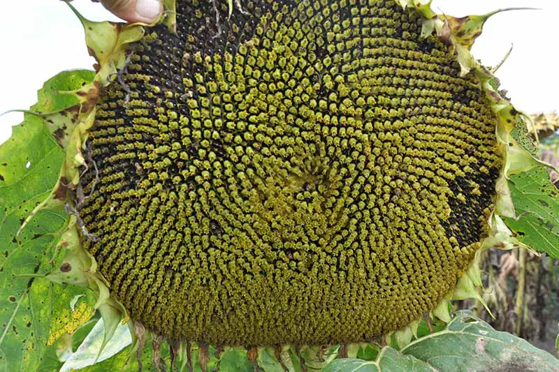 Un primer plano de una cabeza de girasol que está casi lista para cosechar, con semillas que se desarrollan de verde a negro, representadas en un fondo de enfoque suave.