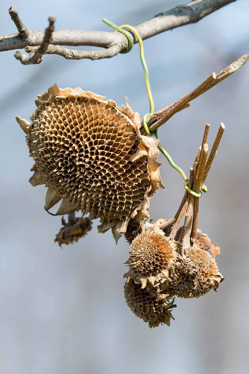 Una imagen vertical de primer plano de cabezas de girasol cortadas de la planta, colgando de una rama para secar, lista para la cosecha, representada en un fondo de enfoque suave.