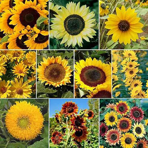 Una imagen cuadrada recortada de un collage de diferentes variedades de girasoles.