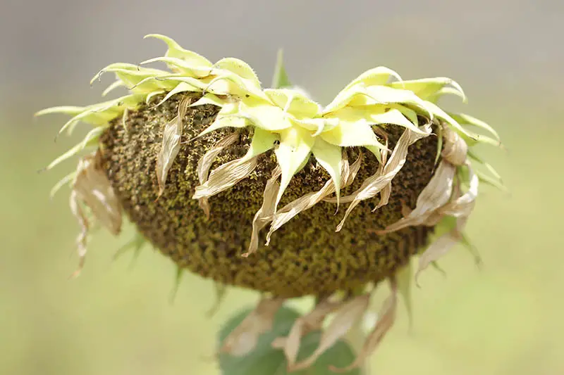 Un primer plano de una cabeza de semilla de girasol que ha dejado caer sus pétalos, listos para la cosecha, sobre un fondo de enfoque suave.