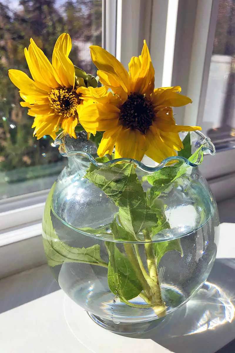 Una imagen vertical de cerca de dos flores de Helianthus annuus en un jarrón de vidrio colocado en un alféizar de ventana bajo el sol brillante con una escena de jardín en un enfoque suave en el fondo.