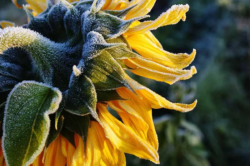 Un primer plano de la parte posterior de una flor de Helianthus annuus con una escarcha ligera que cubre la planta, representada a la luz del sol sobre un fondo de enfoque suave.