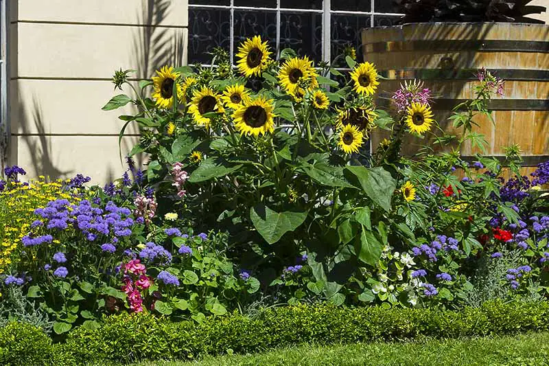 Una imagen horizontal del borde de un jardín fuera de una residencia plantada con una variedad de flores diferentes.