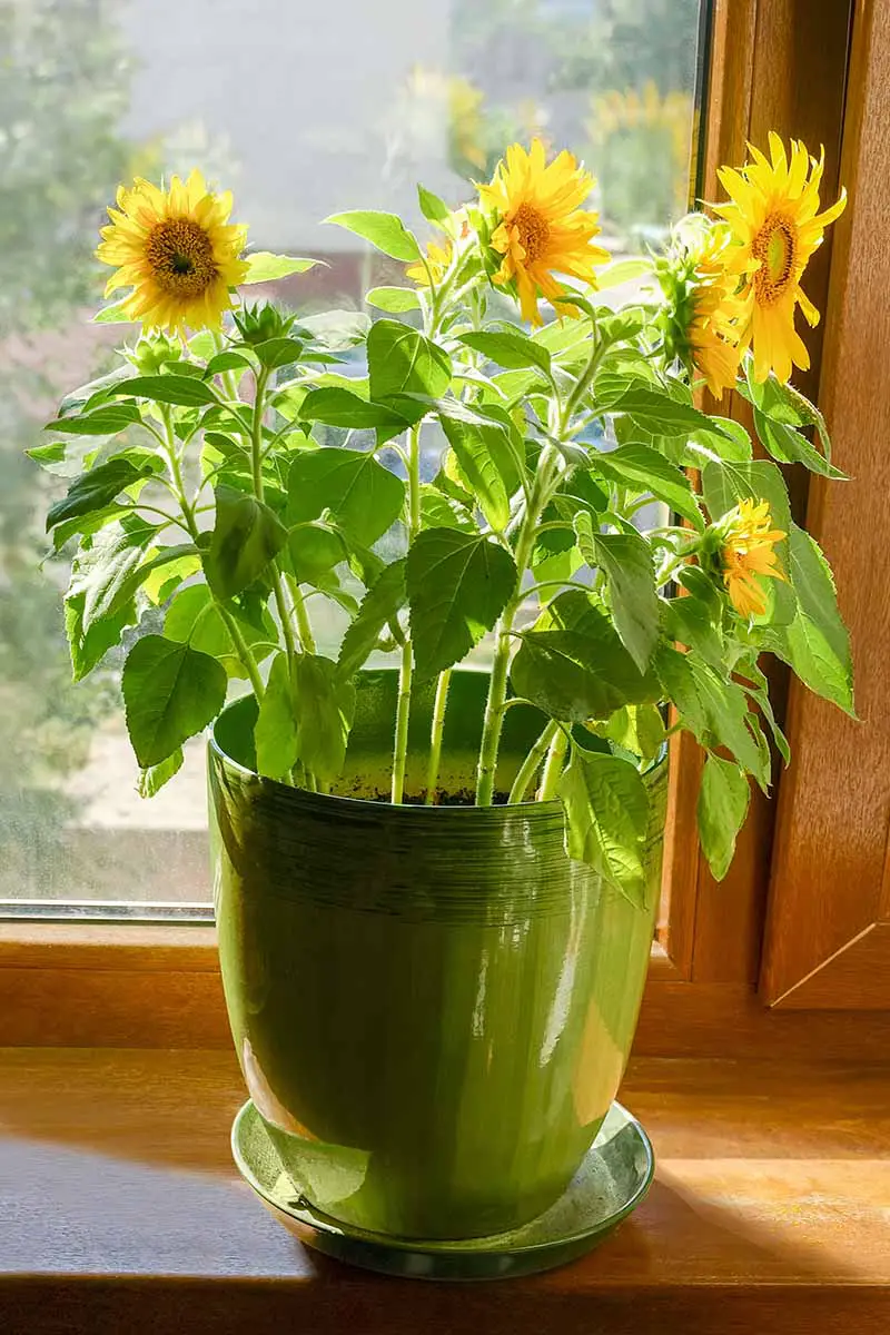 Una imagen vertical de primer plano de girasoles que crecen en una maceta de cerámica verde en un alféizar de madera a la luz del sol.