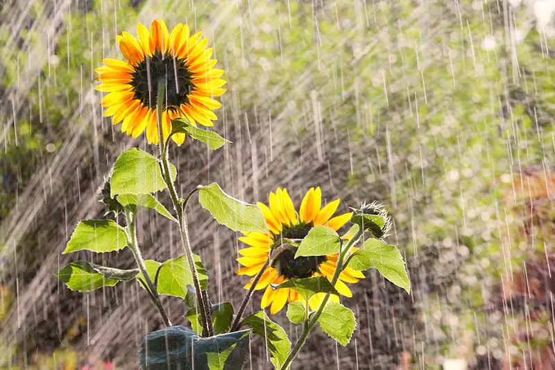 Una imagen horizontal de primer plano de girasoles que crecen en el jardín fotografiado durante una ducha de lluvia.