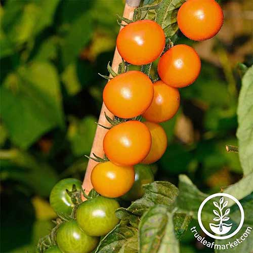 Un primer plano de una planta de tomate cherry 'Sungold' estacada que crece en un jardín sobre un fondo de enfoque suave.