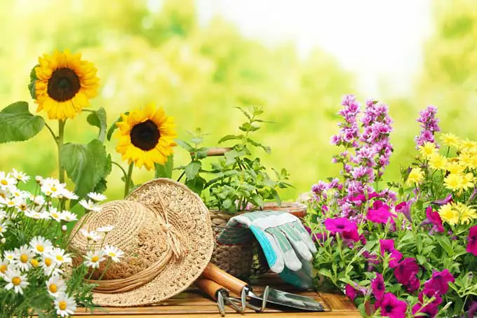 Una pequeña mesa con un sombrero de paja y herramientas de jardinería colocadas entre una variedad de flores en el jardín, representada a la luz del sol sobre un fondo de enfoque suave.