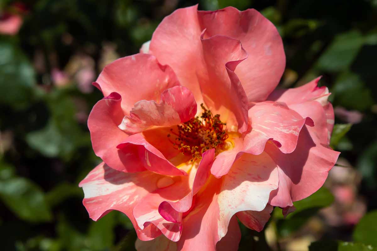 Una imagen horizontal de primer plano de una flor Rosa 'Sunny' representada en un sol brillante sobre un fondo de enfoque suave.