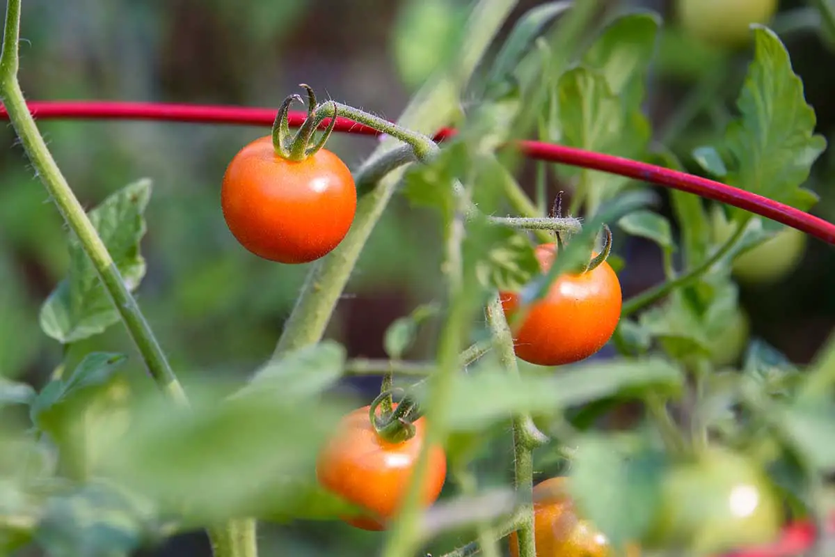Una imagen horizontal de primer plano de pequeños tomates cherry que crecen en el jardín en un fondo de enfoque suave.