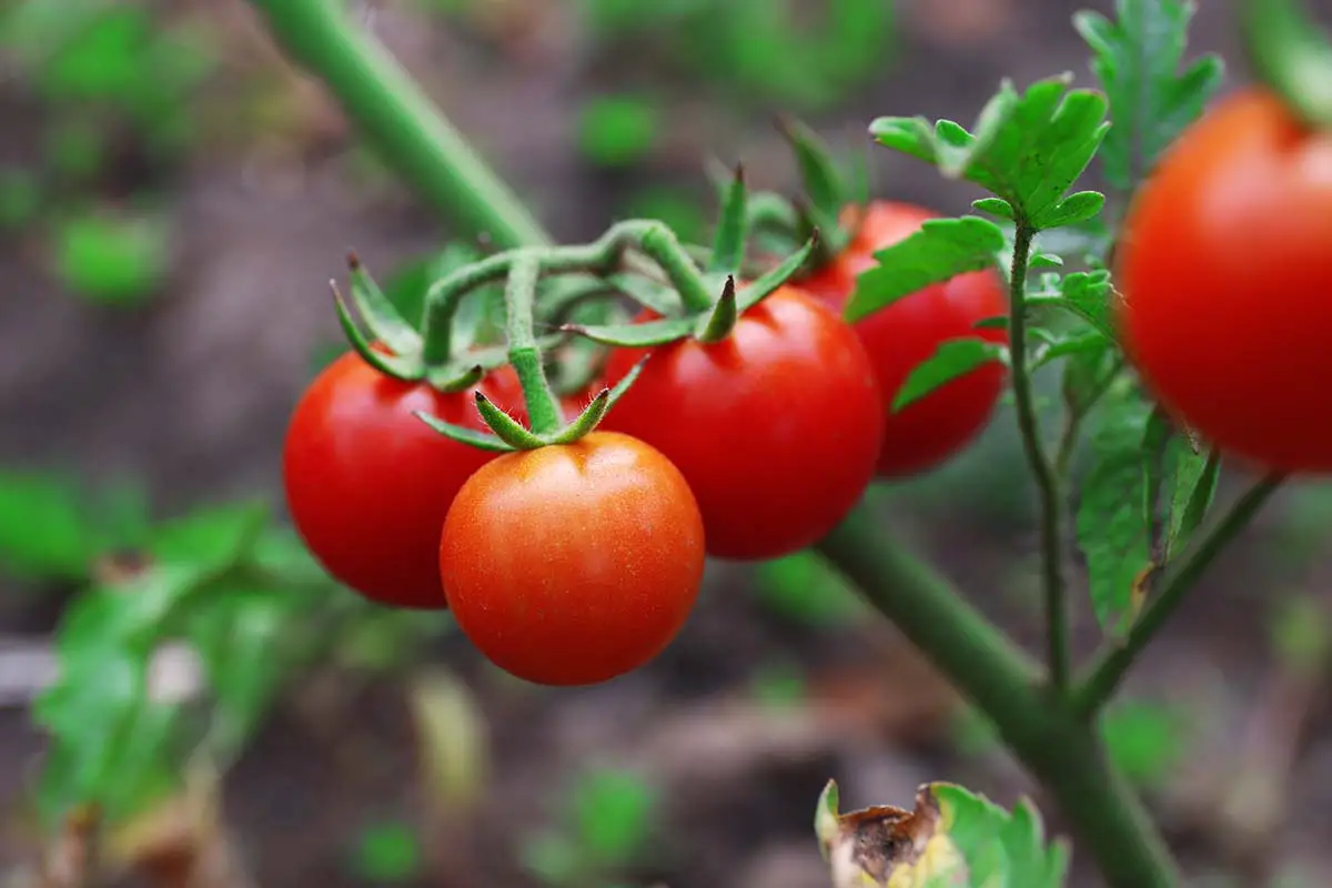 Una imagen horizontal de primer plano de tomates cherry rojos maduros que crecen en el jardín en un fondo de enfoque suave.