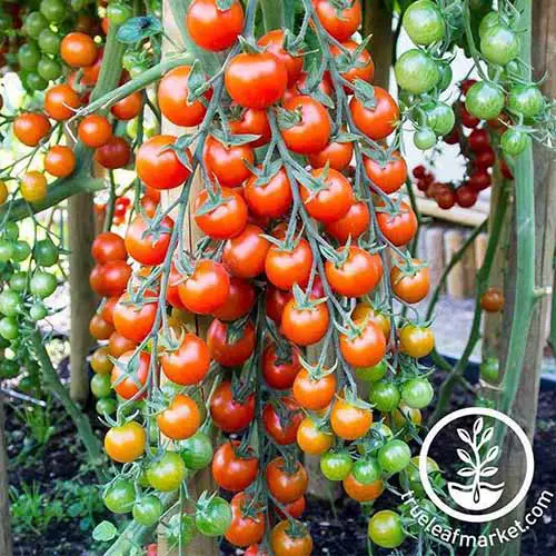 Una gran planta de tomate llena de frutas 'Supersweet 100', en diferentes etapas de madurez.  Algunos son de un color rojo intenso, otros más claros y en tonos de verde y amarillo.  El fondo es vegetación y suelo de enfoque suave.