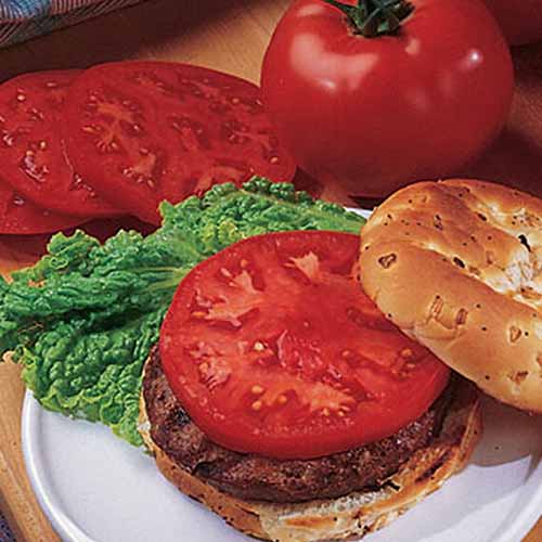 Un primer plano de un plato blanco con una hamburguesa cubierta con una rodaja de la variedad de tomate 'Supertasty'.  En el fondo hay una fruta entera y rodajas de color rojo brillante, sobre un fondo de madera.