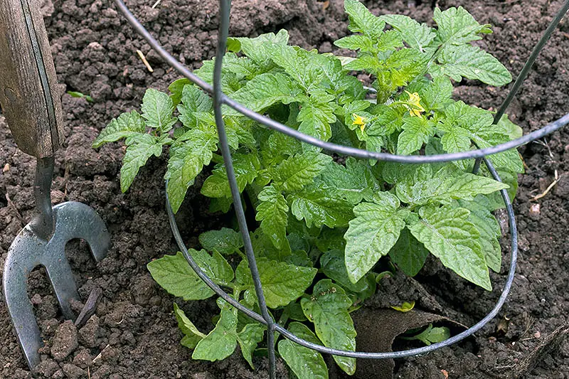 Un primer plano de una planta de tomate joven en el jardín con una jaula de alambre rodeándola para proporcionar apoyo.  A la izquierda del marco hay un tenedor de jardín.