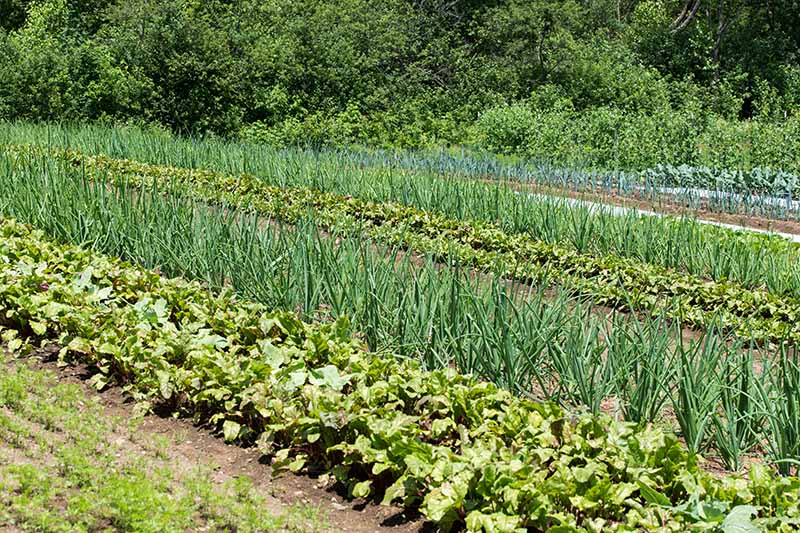 Una imagen horizontal de un gran jardín de supervivencia con verduras y hierbas que crecen en filas bajo un sol brillante.