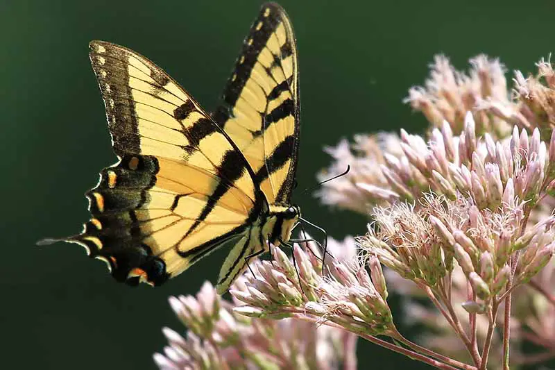 Una imagen horizontal de primer plano de una mariposa de cola de golondrina que se alimenta de una flor de hierba joe-pye que se desvanece representada en un sol brillante sobre un fondo de enfoque suave.