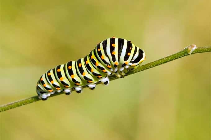 Primer plano de una larva de mariposa de cola de golondrina, una oruga con rayas negras y amarillas y manchas blancas, sobre un tallo de planta verde, con un fondo verde y marrón.