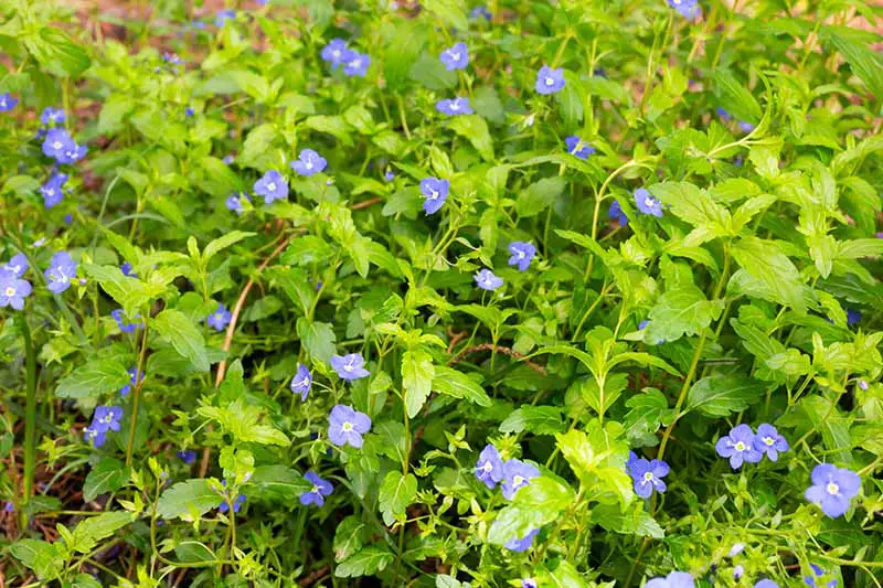 Una imagen horizontal de primer plano de flores de ojos azules de bebé (Nemophila menziesii) que crecen en el jardín rodeadas de follaje.