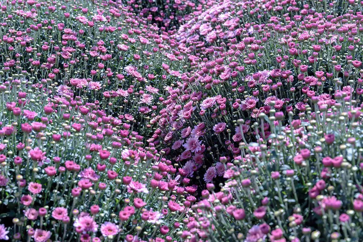 Una imagen horizontal de una gran franja de crisantemos rosas en plena floración en un jardín soleado.