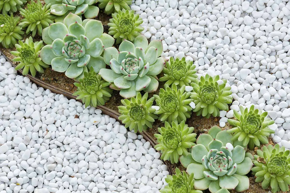 Una imagen horizontal de una plantación formal de suculentas con piedras blancas.