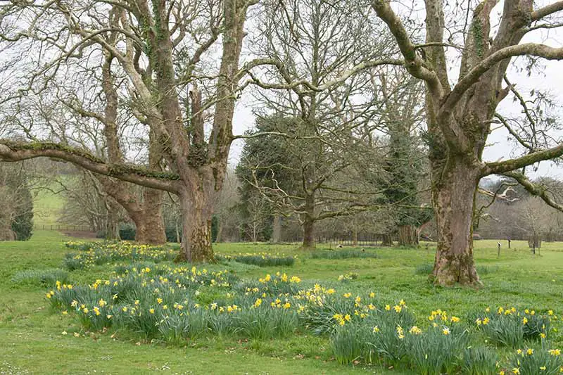 Una imagen horizontal de un parque con grandes árboles y narcisos naturalizados que crecen en la hierba.