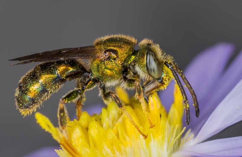 Tiro macro de la abeja del sudor en el centro amarillo de una flor.